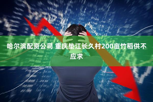 哈尔滨配资公司 重庆垫江长久村200亩竹稻供不应求